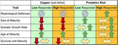 Copper mediates life history responses of Daphnia pulex to predation threat